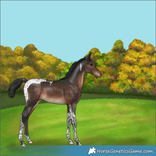 Horse Color:Brown Tobiano 
