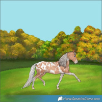 Horse Color:White Spotted Silver Classic Champagne Tobiano Frame Appaloosa 