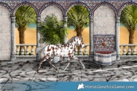 Horse Color:White Spotted Silver Brown Appaloosa 