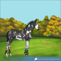 Horse Color:White Spotted Black Splash 