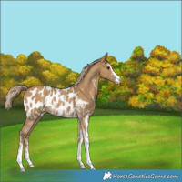 Horse Color:Chocolate Palomino Dun Sabino Blanket 