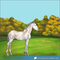 Horse Color:Chocolate Palomino Pearl Sabino Splash 