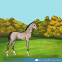 Horse Color:Liver Red Dun 