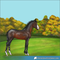 Horse Color:White Spotted Brown 