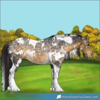 Horse Color:White Spotted Buckskin Ice Tobiano Appaloosa 