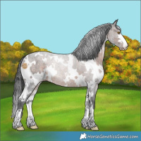Horse Color:White Spotted Brown Appaloosa 