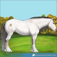 Horse Color:Liver Red Dun Ice Roan Appaloosa 