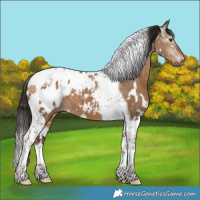 Horse Color:Gray White Spotted Liver Red Dun Tobiano Appaloosa 