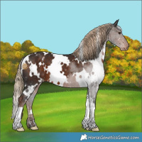 Horse Color:White Spotted Liver Chestnut Appaloosa 