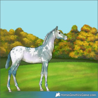 Horse Color:Watercolor White Spotted Brown Onyx Appaloosa 