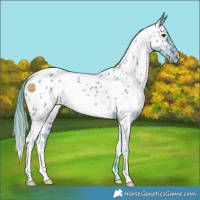 Horse Color:Watercolor White Spotted Brown Dun Near Leopard 
