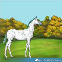 Horse Color:Watercolor White Spotted Brown Dun Appaloosa 