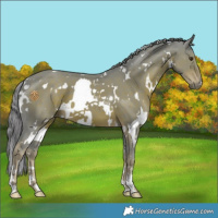 Horse Color:Watercolor White Spotted Liver Chestnut 