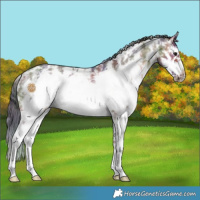 Horse Color:Nacre Brown Dun Sabino Frame Rabicano 
