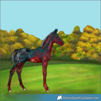 Horse Color:ERROR: UNKNOWN ANOMALY