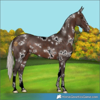 Horse Color:White Spotted Silver Brown