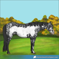 Horse Color:Blue Roan Appaloosa  and Black Frame 
