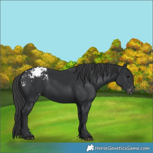 Horse Color:Black Appaloosa 