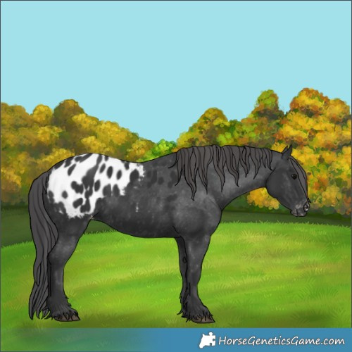 Horse Color:Black Appaloosa 