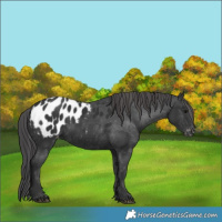 Horse Color:Black Appaloosa 