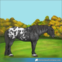 Horse Color:Black Appaloosa 