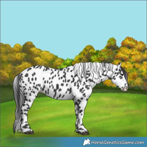 Horse Color:Black Appaloosa 