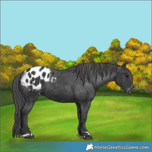 Horse Color:Black Appaloosa 