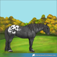 Horse Color:Black Appaloosa 