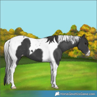 Horse Color:Black Tobiano Varnish