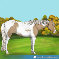 Horse Color:Silver Smoky Grullo Tobiano Rabicano