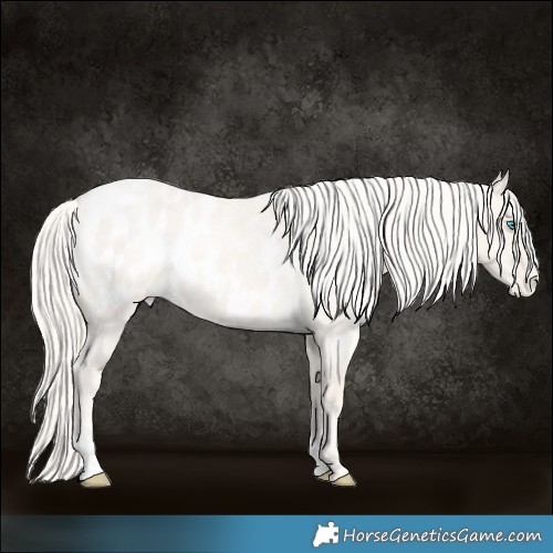 Horse Color:Cremello Roan Dun Appaloosa 