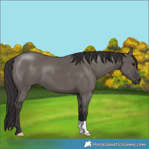 Horse Color:Smoky Grullo