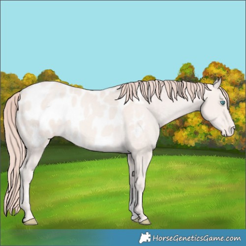 Horse Color:Smoky Creme Appaloosa