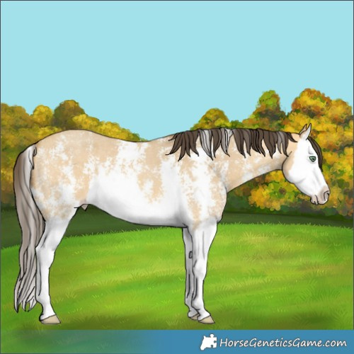 Horse Color:Sable Cream Champagne Dun Sabino Splash