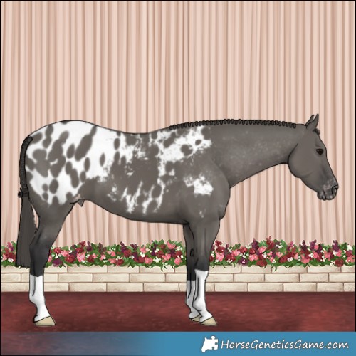 Horse Color:Grullo Appaloosa
