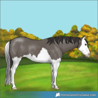 Horse Color:Smoky Grullo Splash 