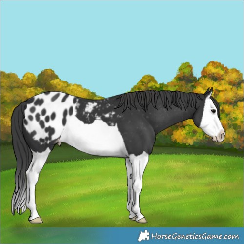 Horse Color:Black Splash Appaloosa