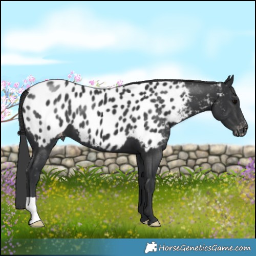 Horse Color:Black Appaloosa 