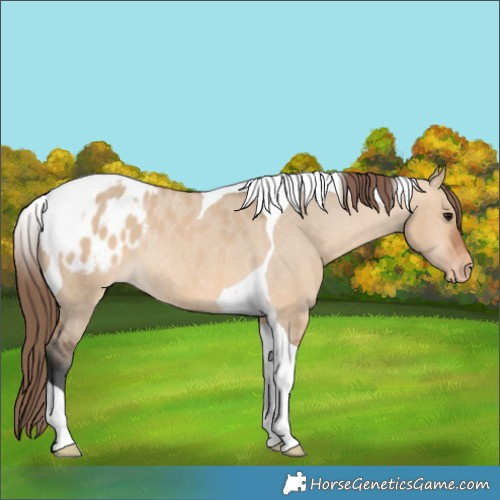 Horse Color:Bay Dun Tobiano Appaloosa Rabicano