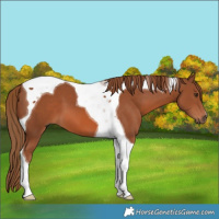 Horse Color:Chestnut Tobiano 