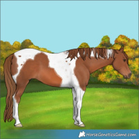 Horse Color:Chestnut Tobiano 