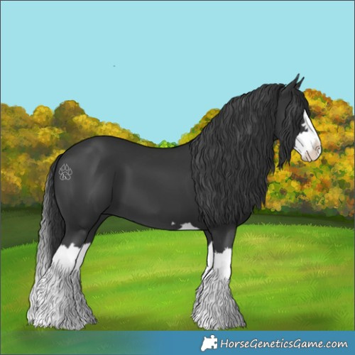 Horse Color:Black Splash
