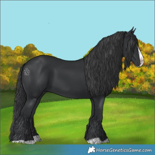Horse Color:Black Splash 