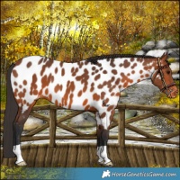 Horse Color:Bay Near Leopard 