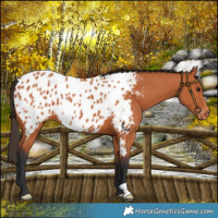 Horse Color:Bay Appaloosa 