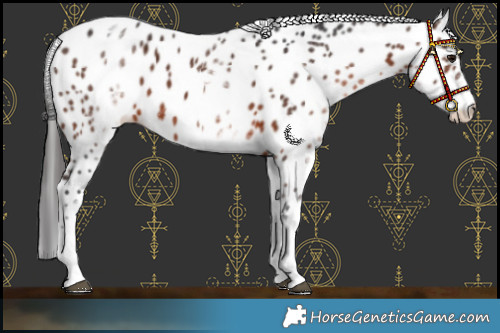 Horse Color:White Spotted Brown Leopard 