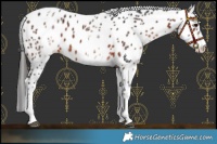 Horse Color:White Spotted Brown Appaloosa 