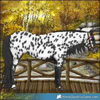 Horse Color:Black Near Leopard Rabicano 