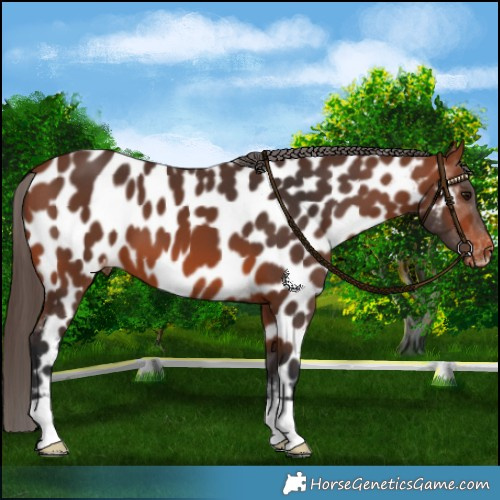 Horse Color:Bay Near Leopard 