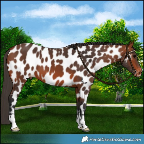 Horse Color:Bay Near Leopard 